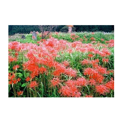 簑沢彼岸花群生地